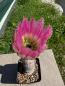 Preview: Echinocereus pectinatus violett/grün